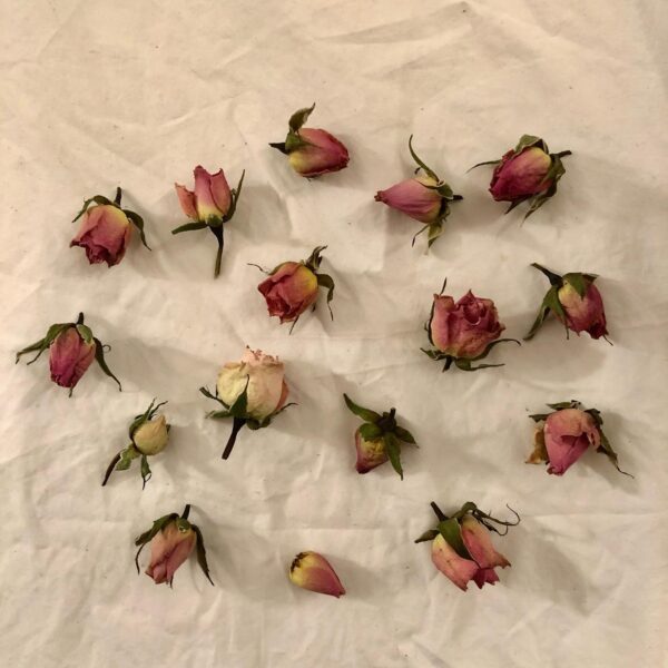 mini dried rose heads