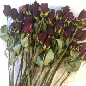 A bunch of dried red rose flower stems on a white cloth background