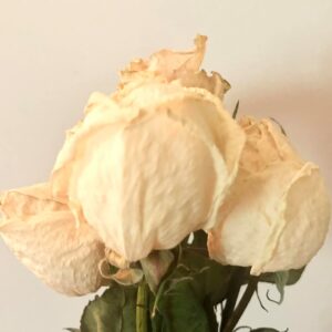 small white rose stems