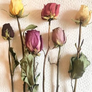assorted dried rose stems