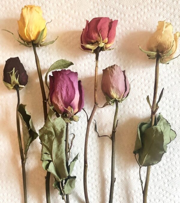 assorted dried rose stems