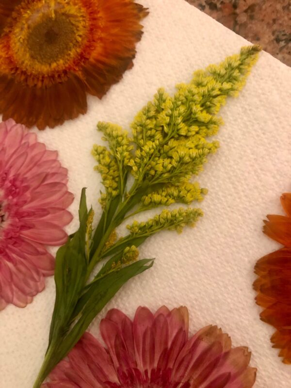 assorted dried pressed flowers