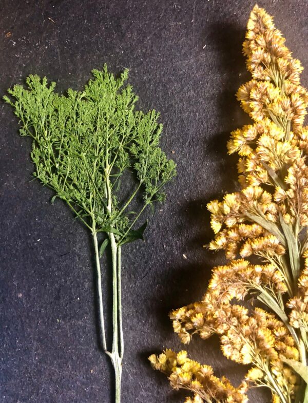 assorted dried pressed flowers