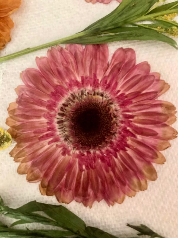 assorted dried pressed flowers