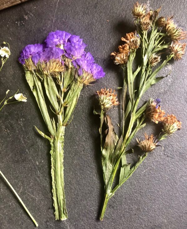 assorted dried pressed flowers