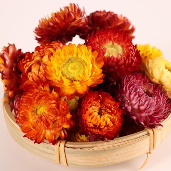 strawflower dried flower heads