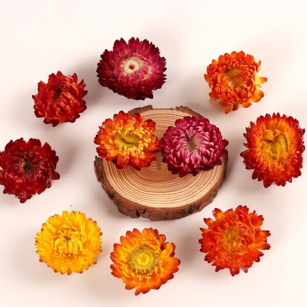 strawflower dried flower heads