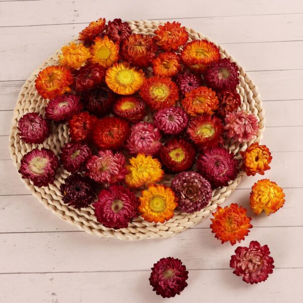 strawflower dried flower heads