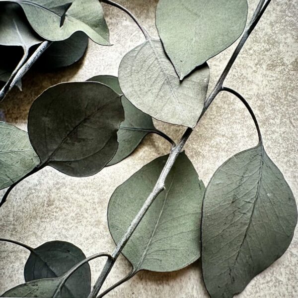 dry eucalyptus leaves