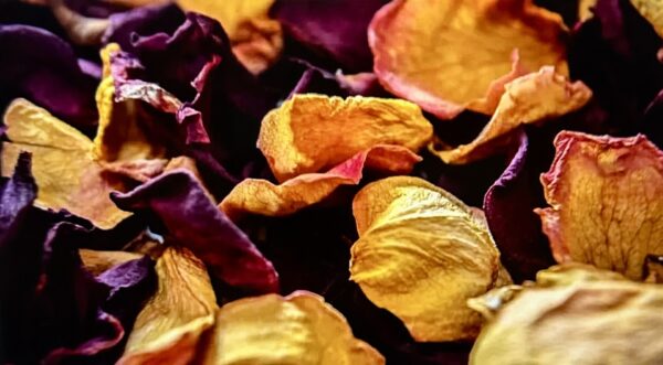 assorted dried rose petals