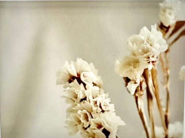 white dried statice flower