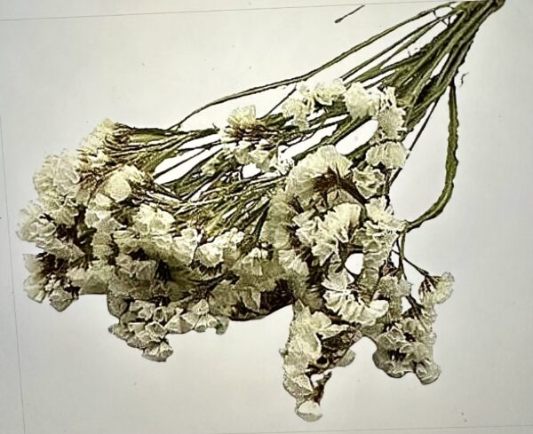 white dried statice flower