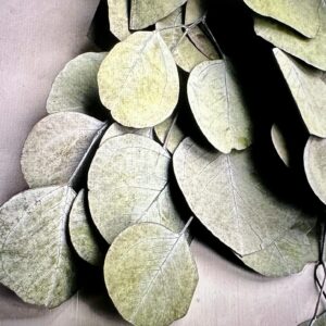 silver dollar eucalyptus stems