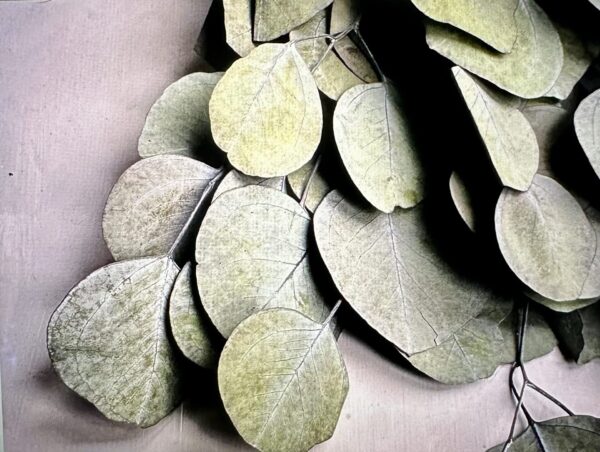 silver dollar eucalyptus stems