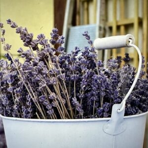 dried lavender flower stems