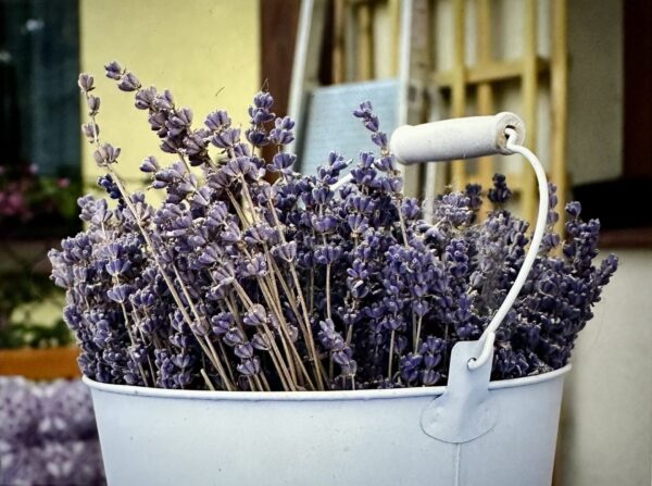 dried lavender flower stems