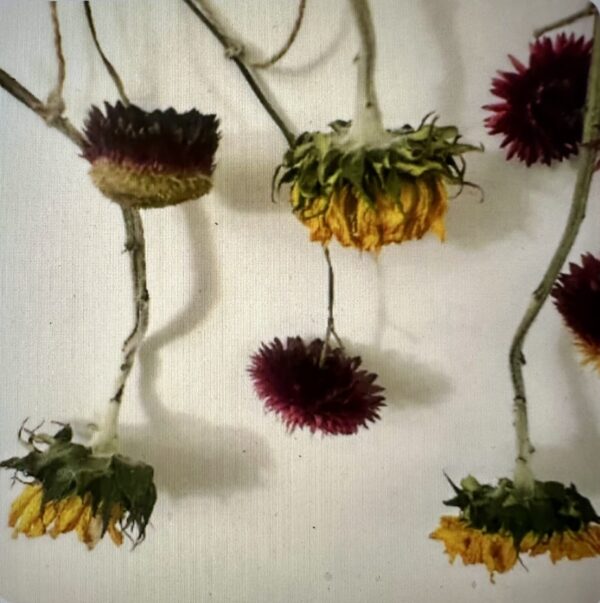 sunflower strawflower wall decor