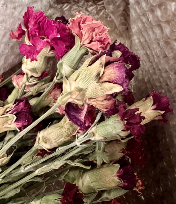 dried carnation flower stems