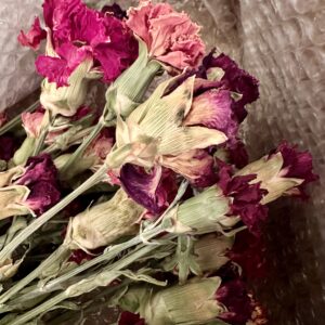 a close up of dried carnation flower stems