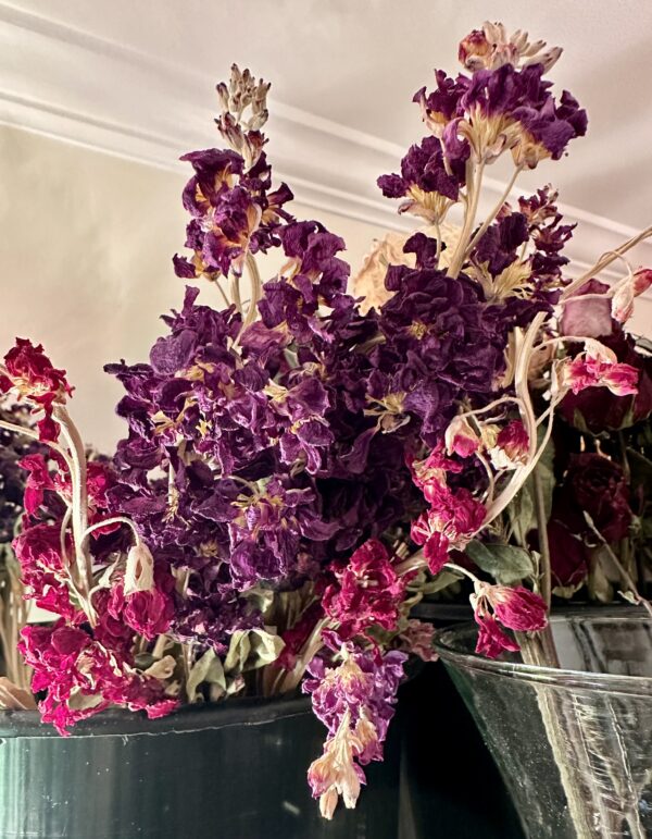 purple dried flower heads