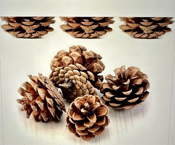 a bunch of brown rustic dried pine cones on a white background