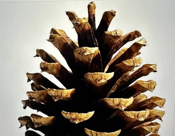 a close up of a single dried pinecone on a white background