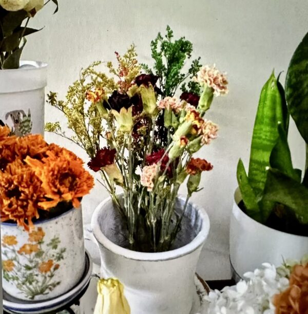 dried carnation flower stems