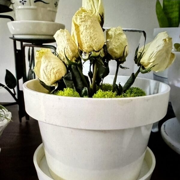 white dried rose stems sitting in green moss in a white plant pot