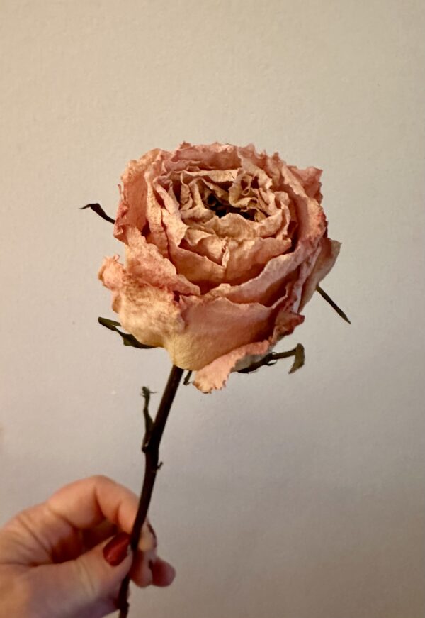 dried flower rose heads