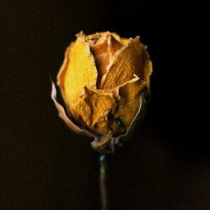 yellow dried rose stems