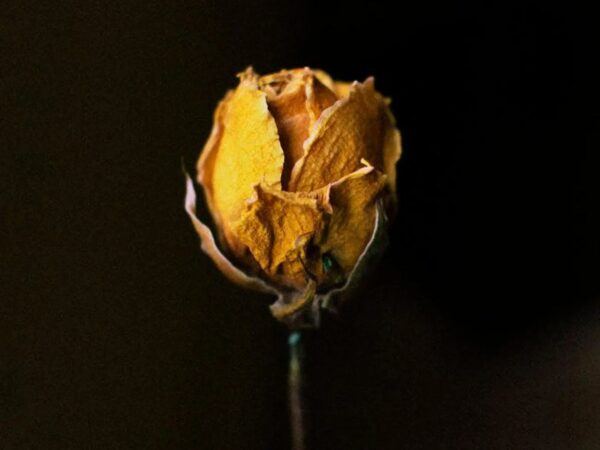 yellow dried rose stems