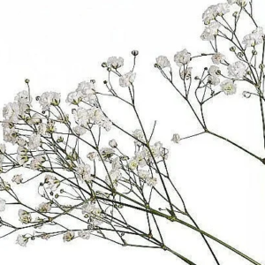 baby's breath dried flowers