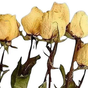 yellow dried rose stems