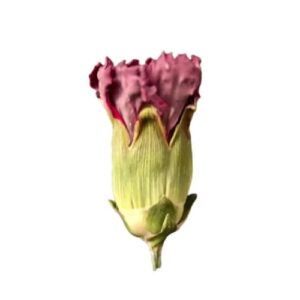 pink dried flower head