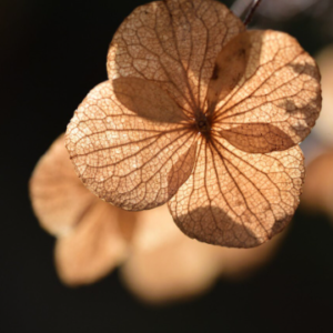 hydrangea dried flower petals