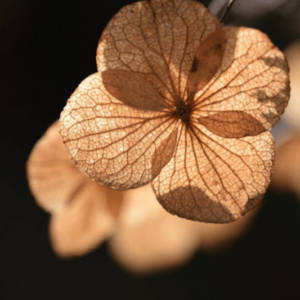 hydrangea dried flower petals