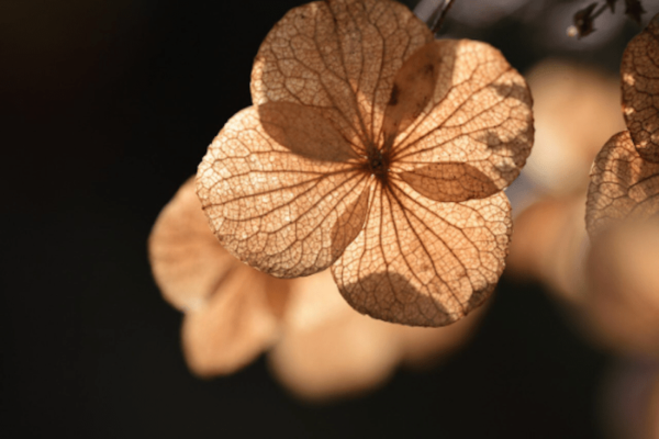 hydrangea dried flower petals on a black background