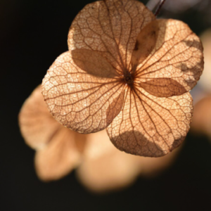 dried hydrangea flower stems