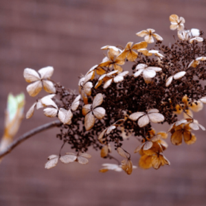 dried hydrangea flower stems