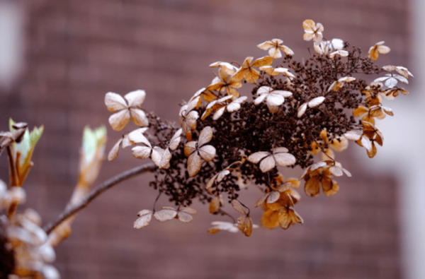 dried hydrangea flower stems