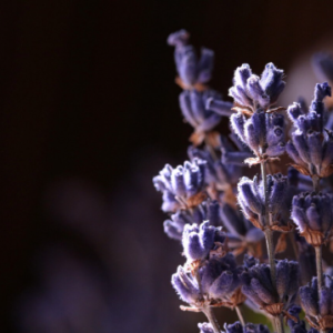 dried lavender flower bouquet