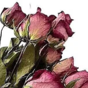 dark pink rose stems