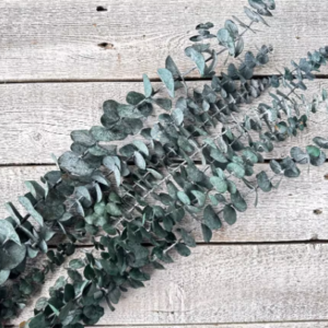 dried eucalyptus flower stems