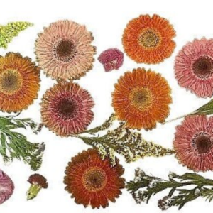 assorted dried pressed flowers