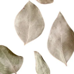 dry eucalyptus leaves