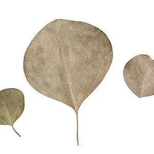 silver dollar eucalyptus leaves