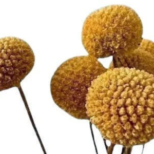 dried craspedia flower stems