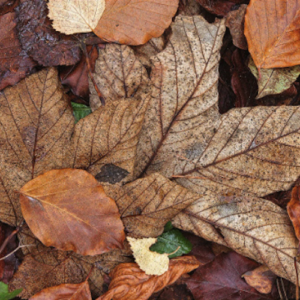 assorted dried pressed leaves