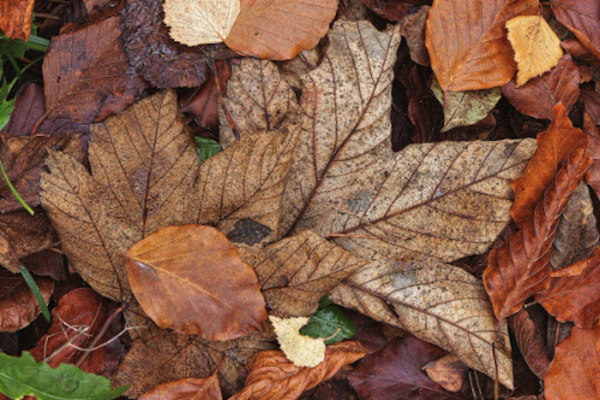 assorted dried pressed leaves