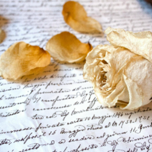 dried rose flower heads